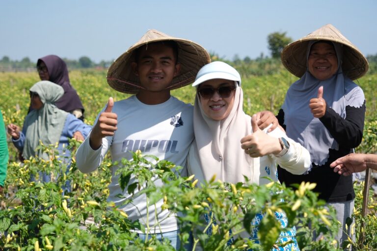 Bupati Gowa Bersama Masyarakat dan Puteranya Gelar Panen Cabe Dikampung Halamannya