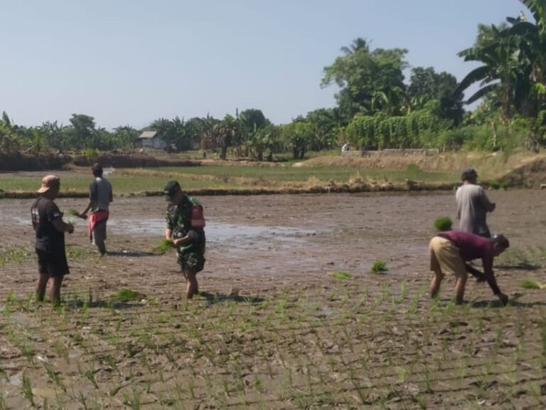 Dorong Semangat Petani Desa Julubori, Babinsa Koramil 1409-05/Pallangga Lakukan Pendampingan Penanaman Padi