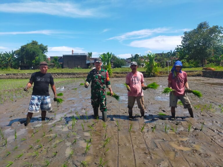Tingkatkan Ketahanan Pangan Nasional, Babinsa Koramil 1409-05/Pallangga Dampingi Penanaman Padi di Gowa