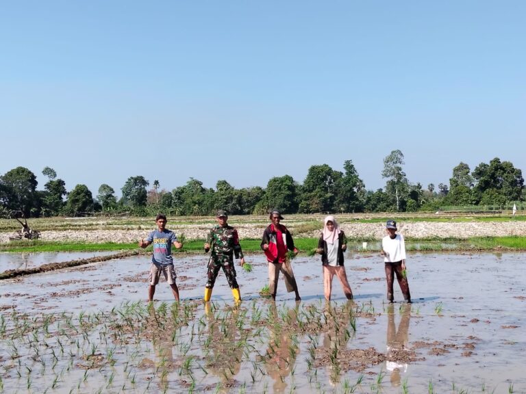 Perkuat Swasembada Pangan, Babinsa Koramil Pallangga Dampingi Penanaman Padi Poktan Moncong Putih di Gowa