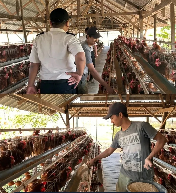 Rutan Malino Studi Tiru Peternakan Ayam Petelur, Dorong Kemandirian Warga Binaan dan Ketahanan Pangan