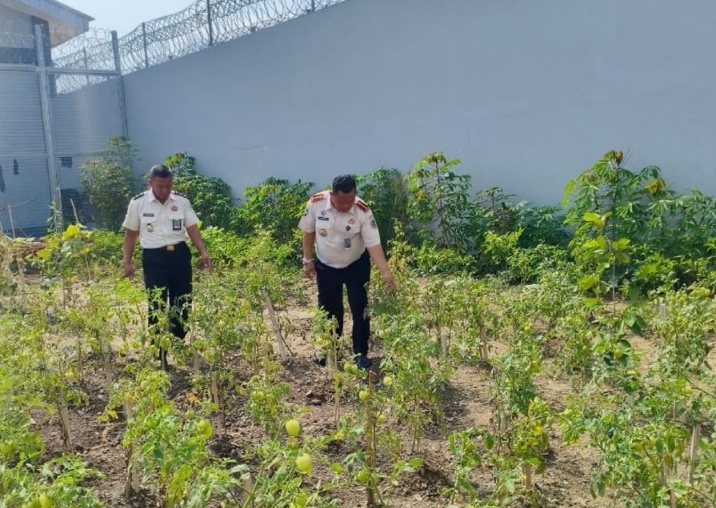 Panen Perdana Cabai dan Tomat, Lahan Blok Hunian Lapas Kumbang Kini Bermanfaat Produktif